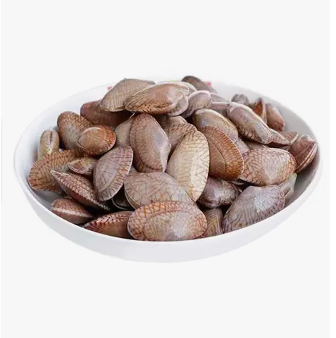 Venus Clam Approx